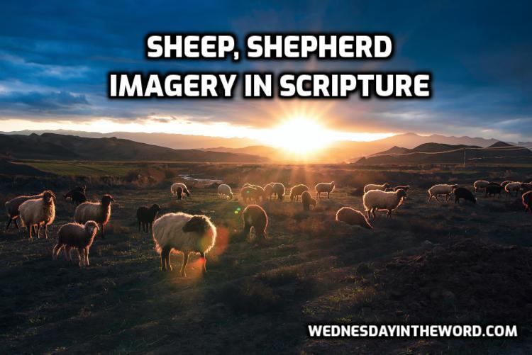 Sheep in Scripture