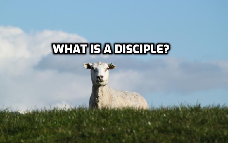 Disciple