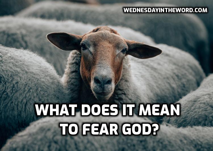What-fearGod What does it mean to fear God? | WednesdayintheWord.com